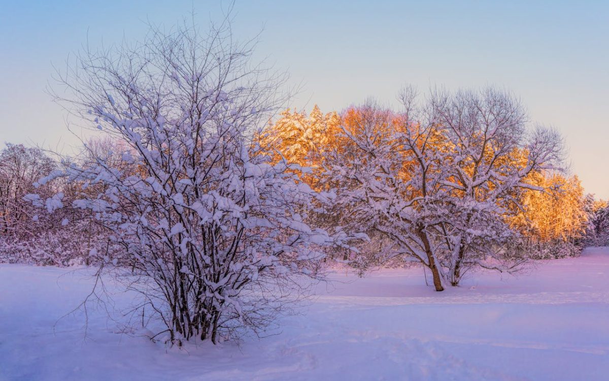 Trees covered in snow.