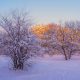 Trees covered in snow.